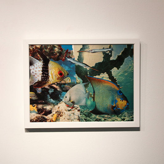 Fish in the Ocean