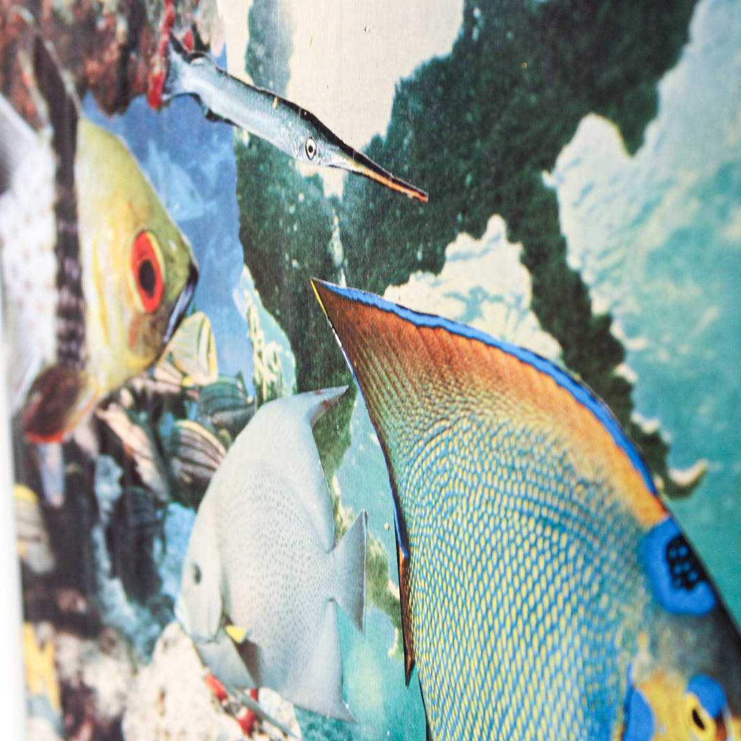 Fish in the Ocean