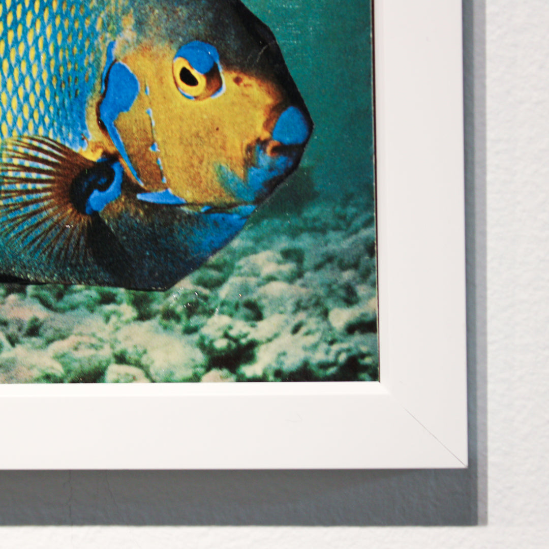 Fish in the Ocean