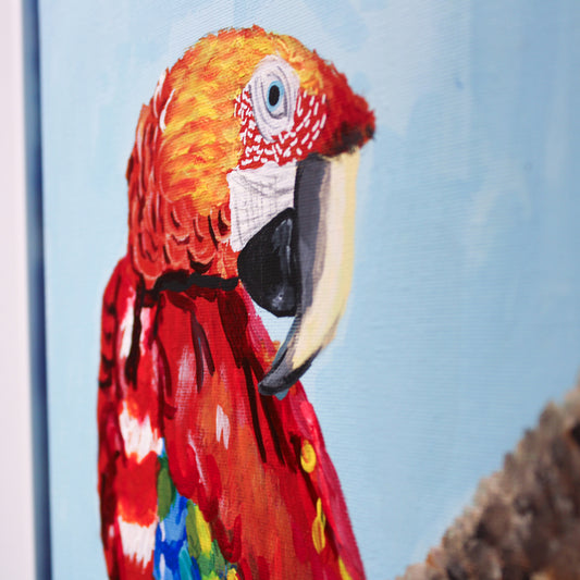 Colorful Macaw